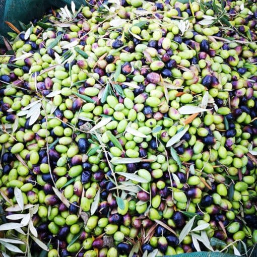 Handpicked Sicilian Olive Oil 500ml - Image 4