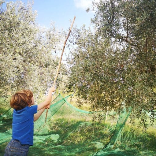 Handpicked Sicilian Olive Oil 500ml - Image 2