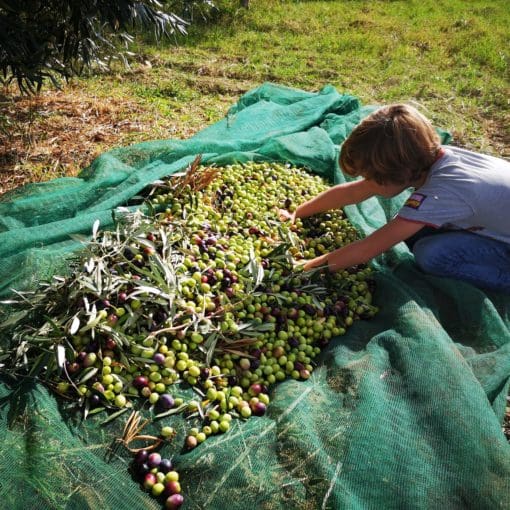 Handpicked Sicilian Olive Oil 500ml - Image 3