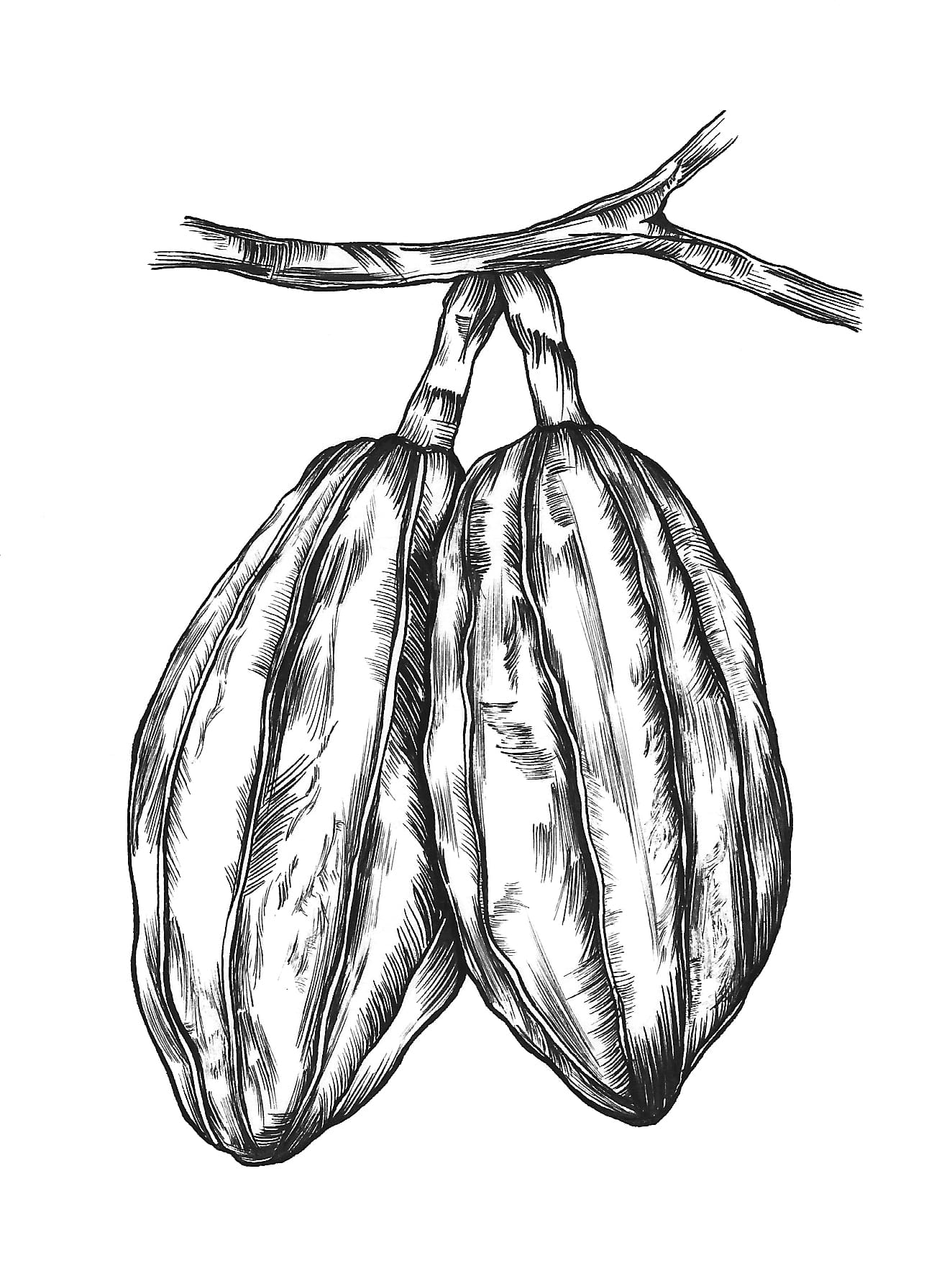 Wight Label Cocoa Beans 300dpi